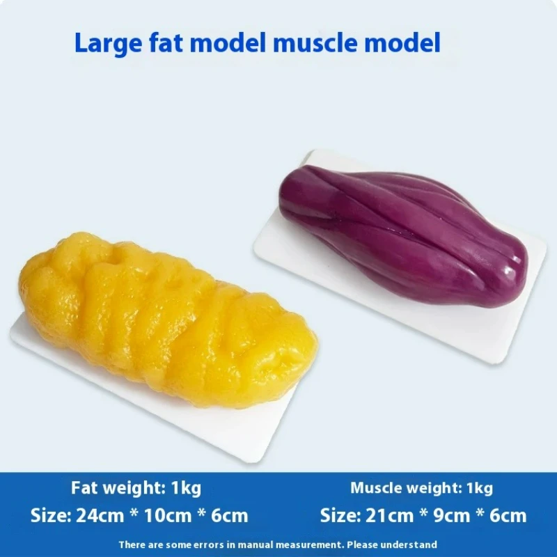 แบบจำลองกล้ามเนื้อและไขมันของม - Nutrition For Fitness บทวิจารณ์และราคา